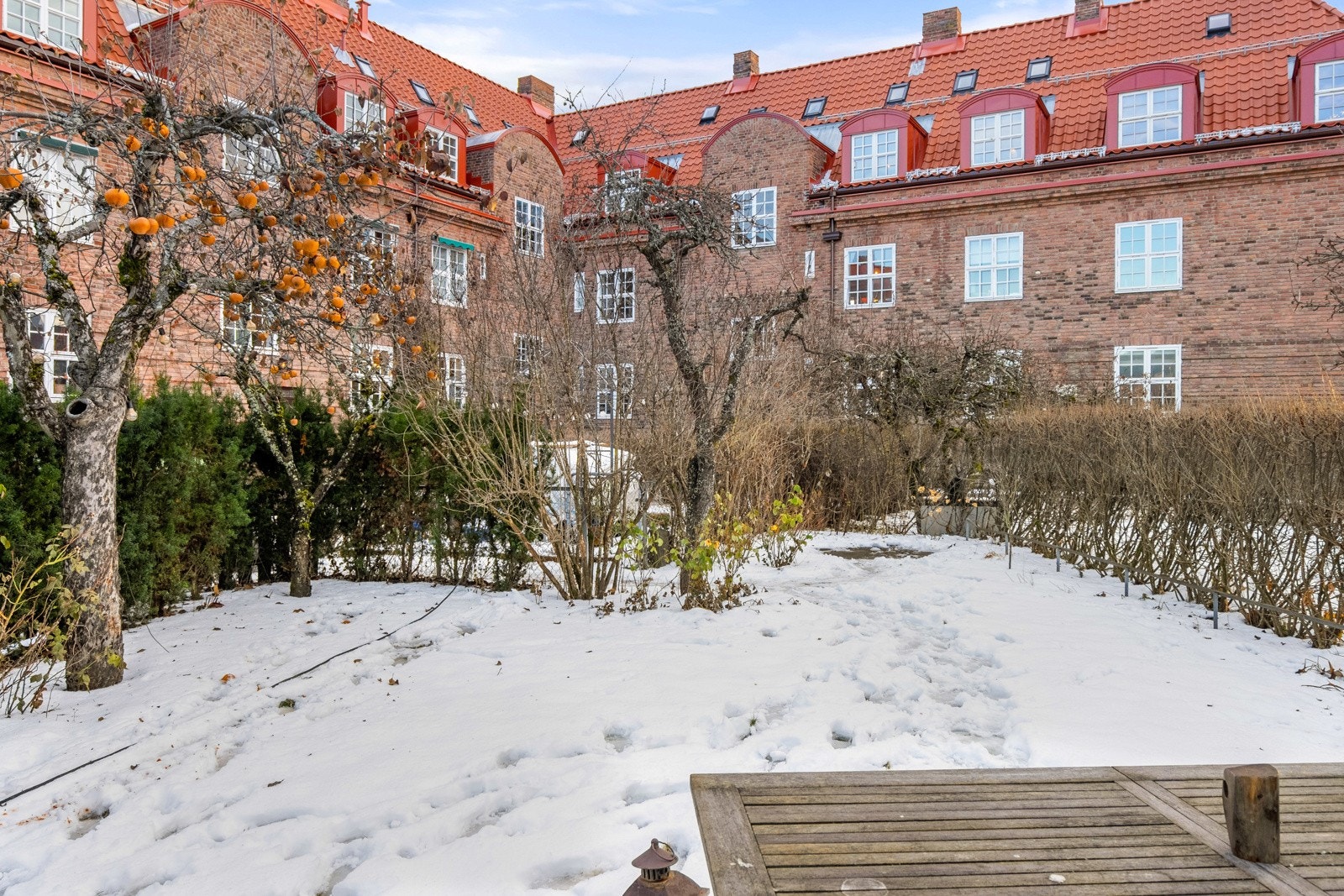 Hageparsell vinterstid. Galleribilde