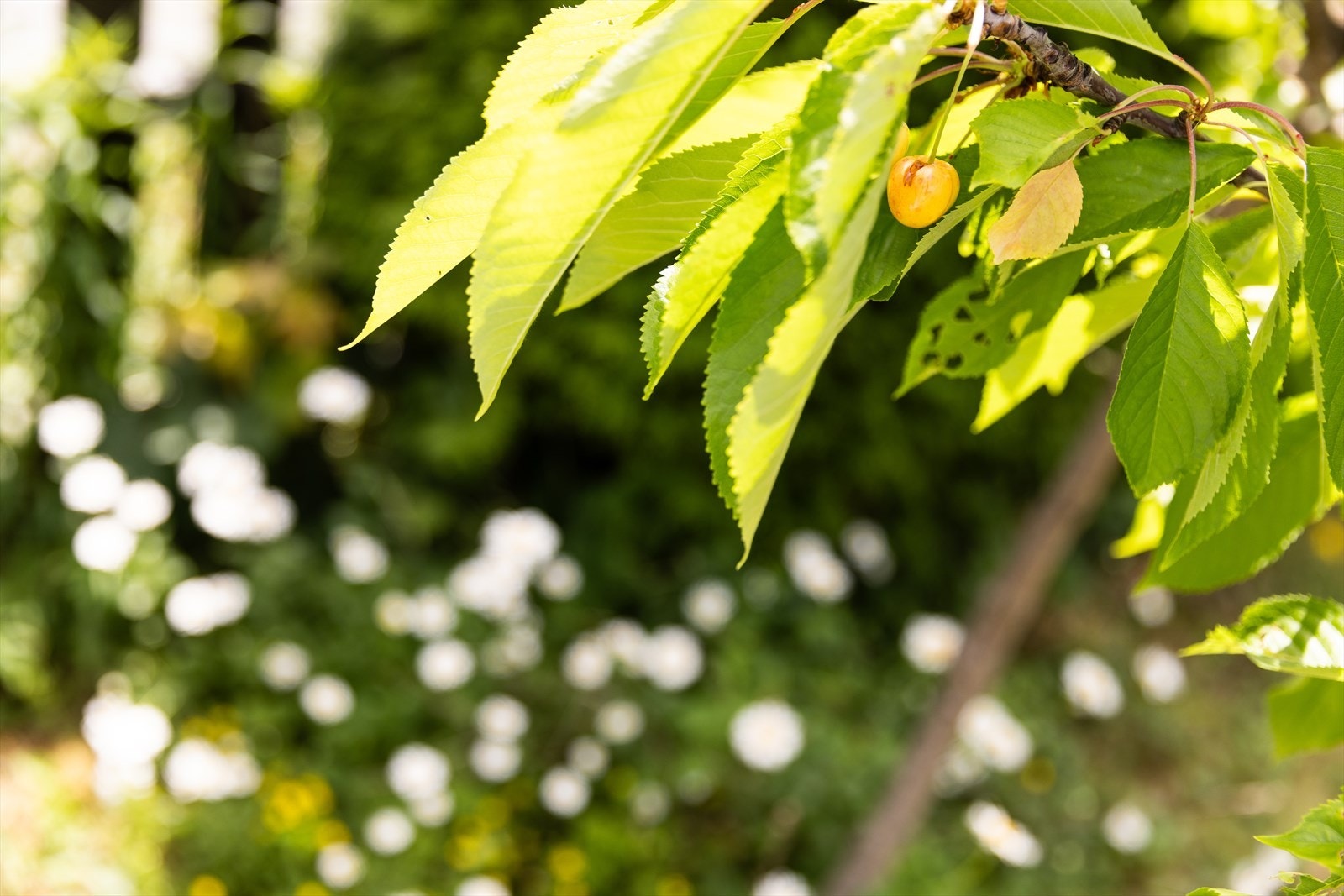 Her er man omkranset av grønn og frodig beplantning som skaper en skjermet tilværelse. Galleribilde
