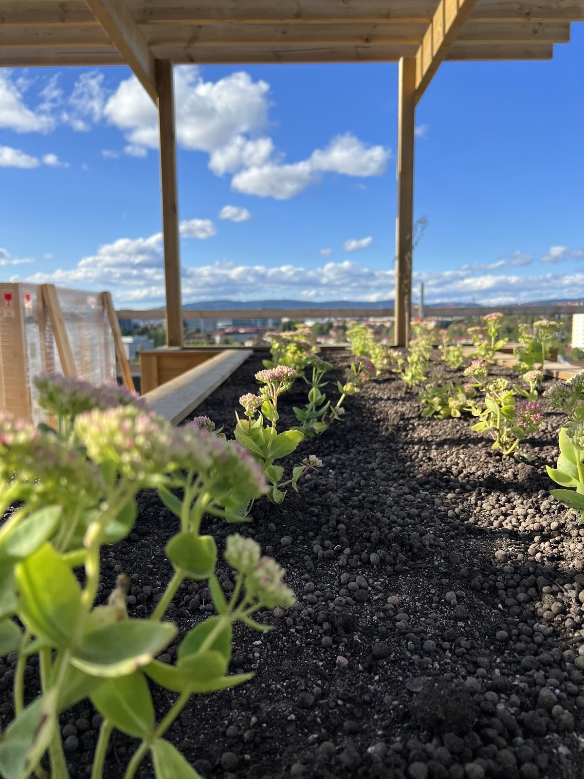 På Oasen kan man dyrke grønt i plantekasser sammen med naboene. Galleribilde