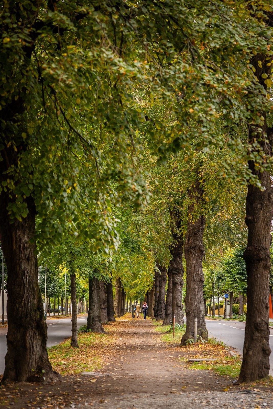 Gyldenløves gate, med deler av den gamle ridestien fremdeles intakt, tar deg helt opp til Frognerparken Galleribilde