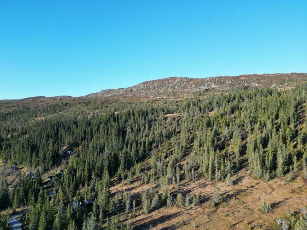 Tollefsrudfjell. Snaufjell 10-15 minutters gåtur på stien rett bak hytta. Galleribilde