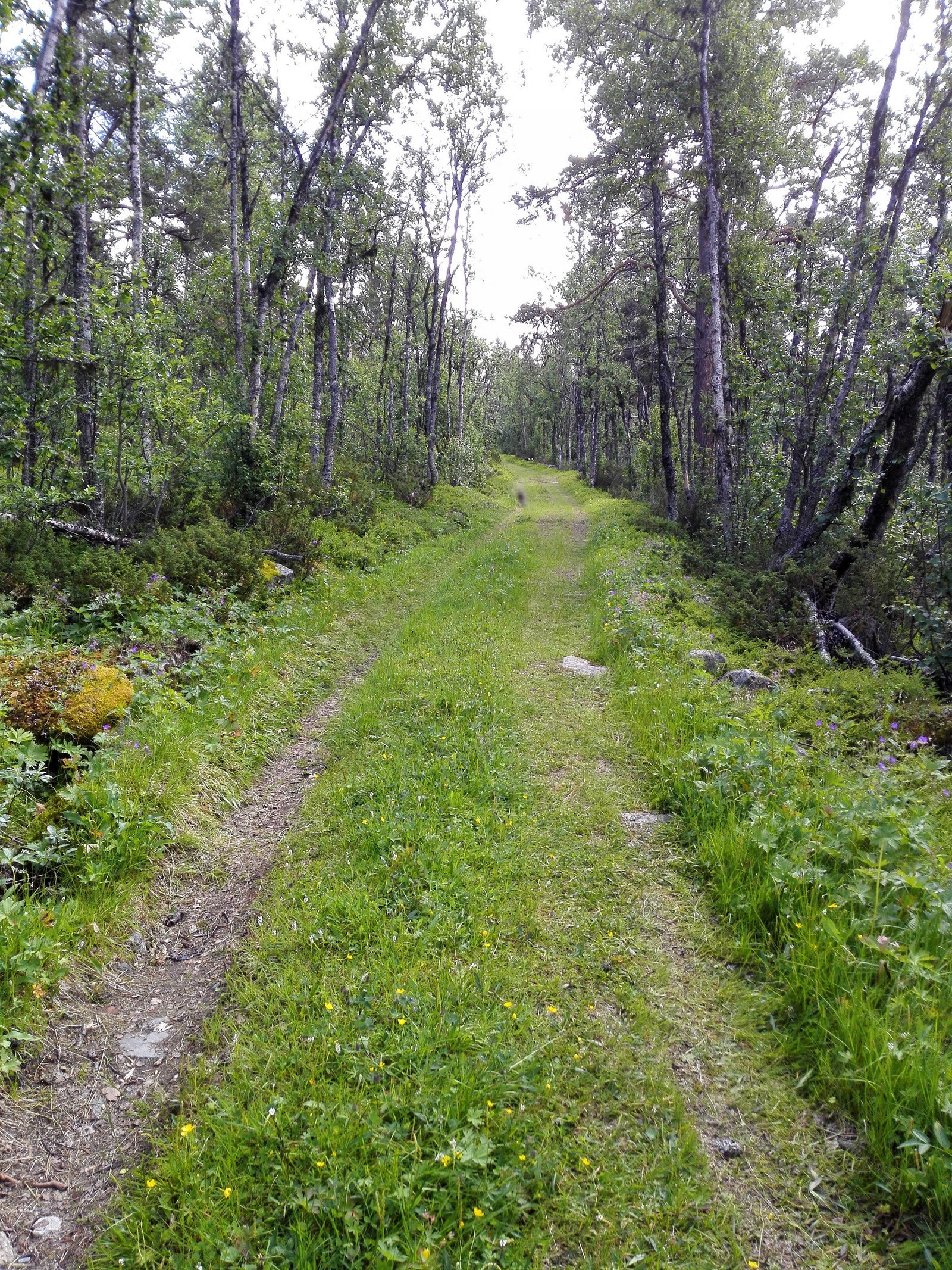 Gamlevegen er en koselig turveg gjennom bygda, med sti fra feltet. På vinteren er det tråkket skiløype her Galleribilde