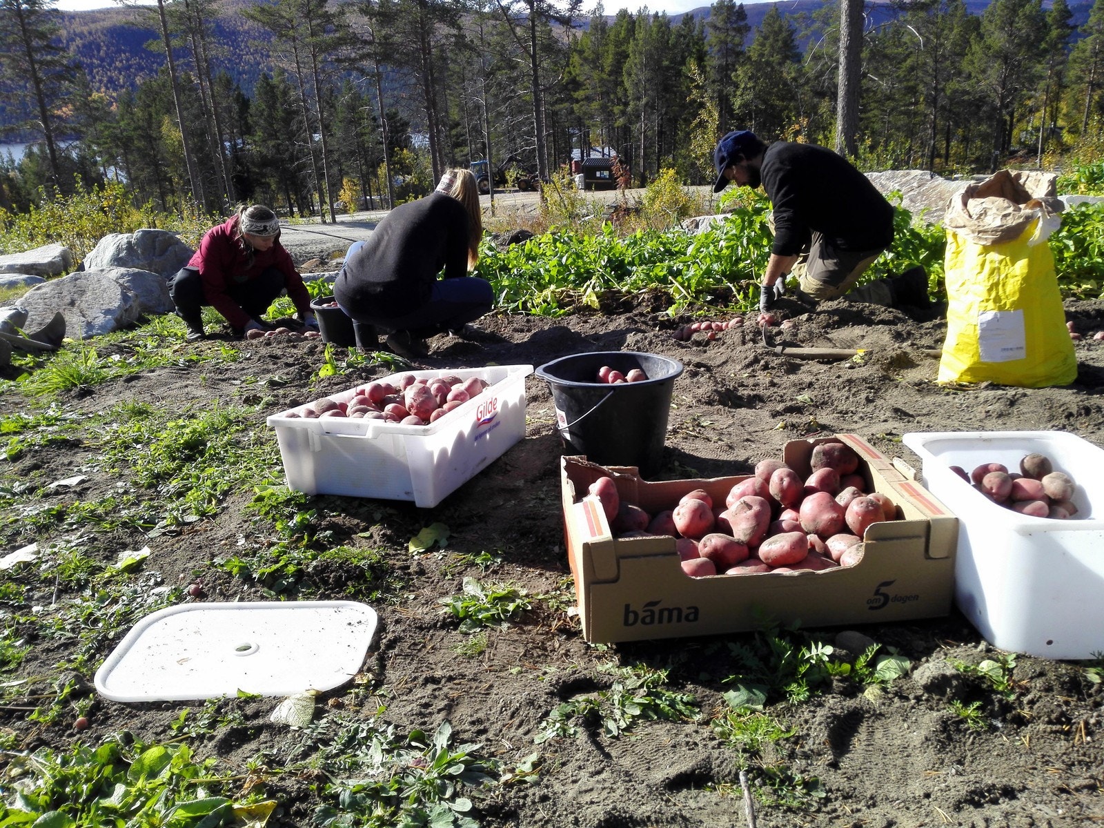Felles dyrking og innhøsting er sosialt og hyggelig Galleribilde