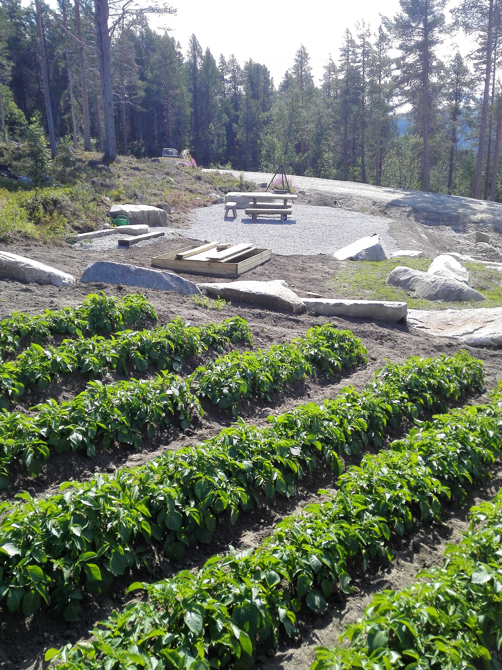 potetdyrking i andelsåkeren Galleribilde