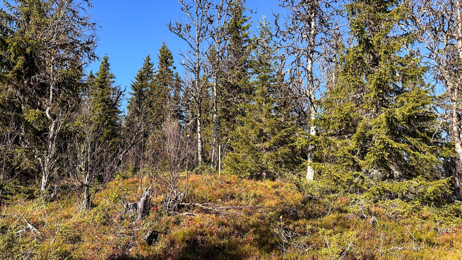 Tomta ligger fint til opp fra veien. Senterpinnen på tomta er synlig på bildet Galleribilde