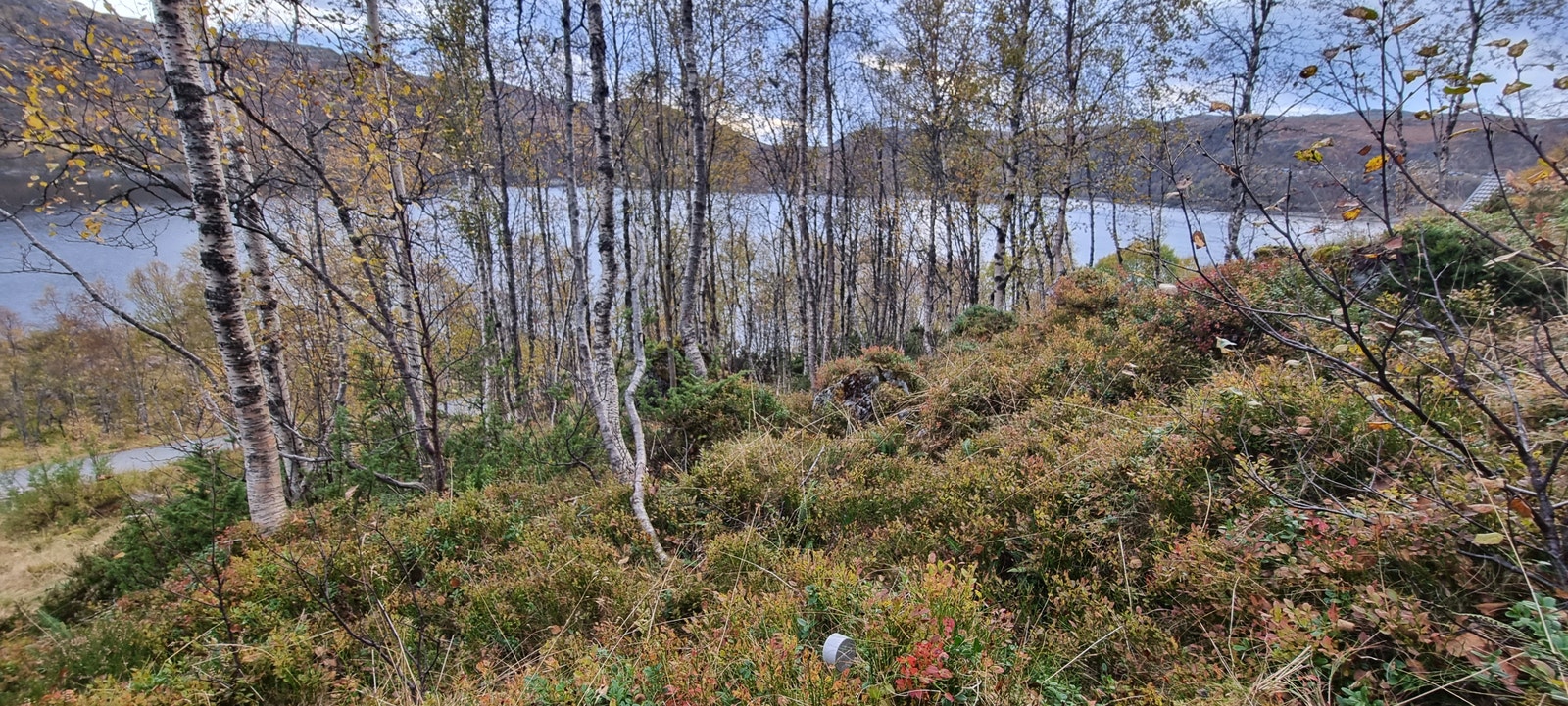 Fin bjørkeved på tomten! Galleribilde