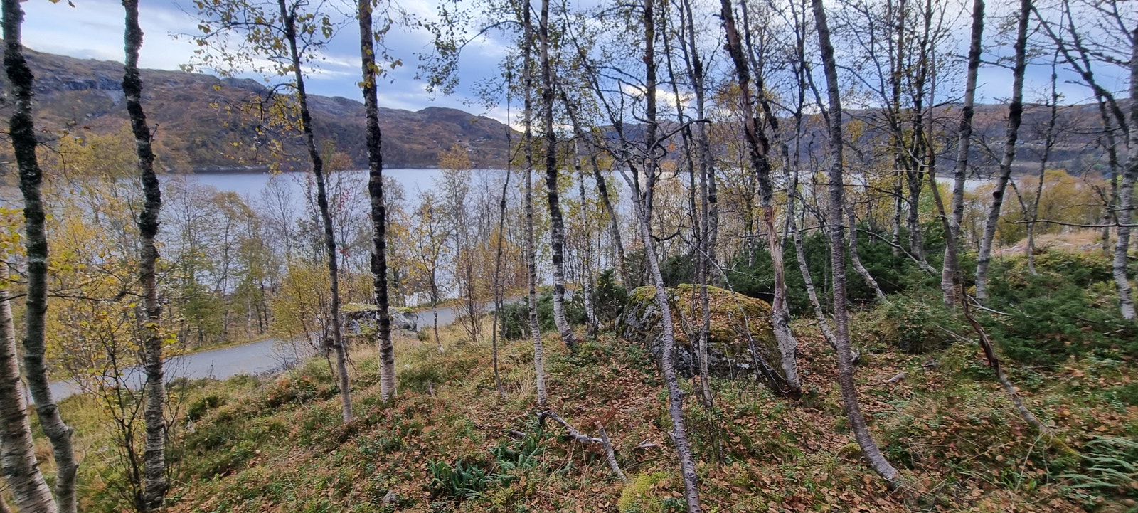 Mye fin bjørkeved! Galleribilde