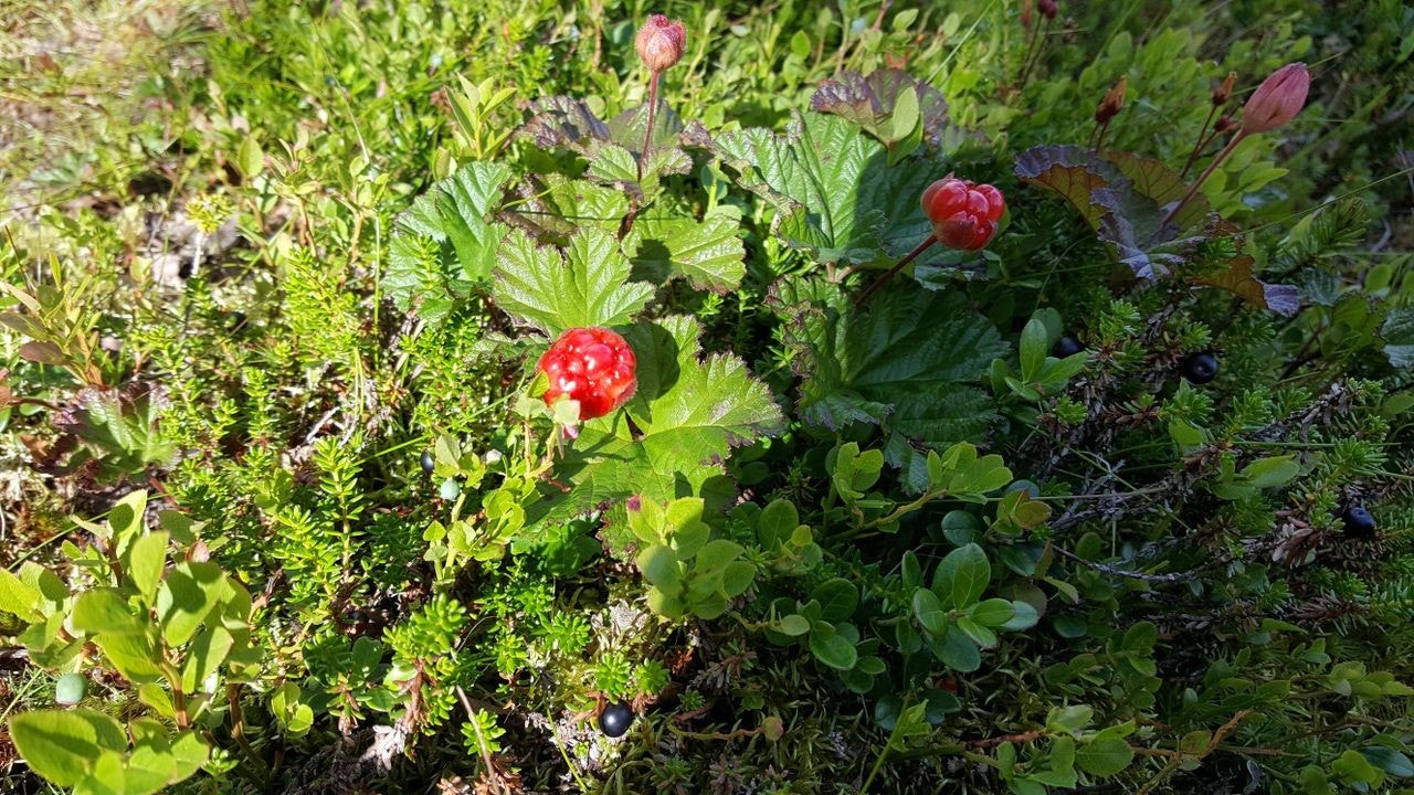 Flotte turmuligheter sommer som vinter. Bærplukking Galleribilde