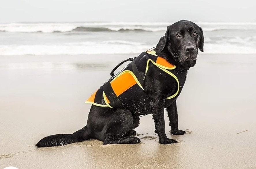 HUNDEVEST multifunksjonell (stor hund) FINN