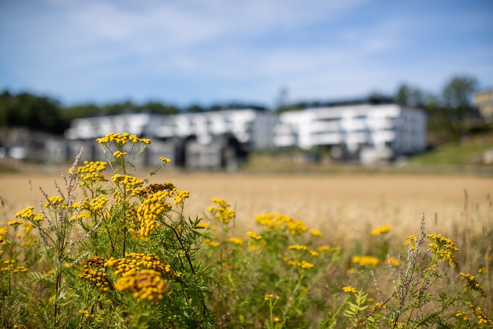 Områdebilder Galleribilde