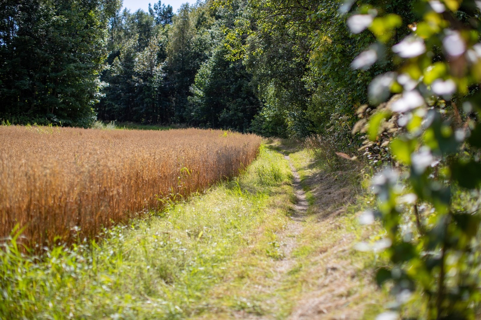 Det er fantastisk turområde rett utenfor døren. Galleribilde