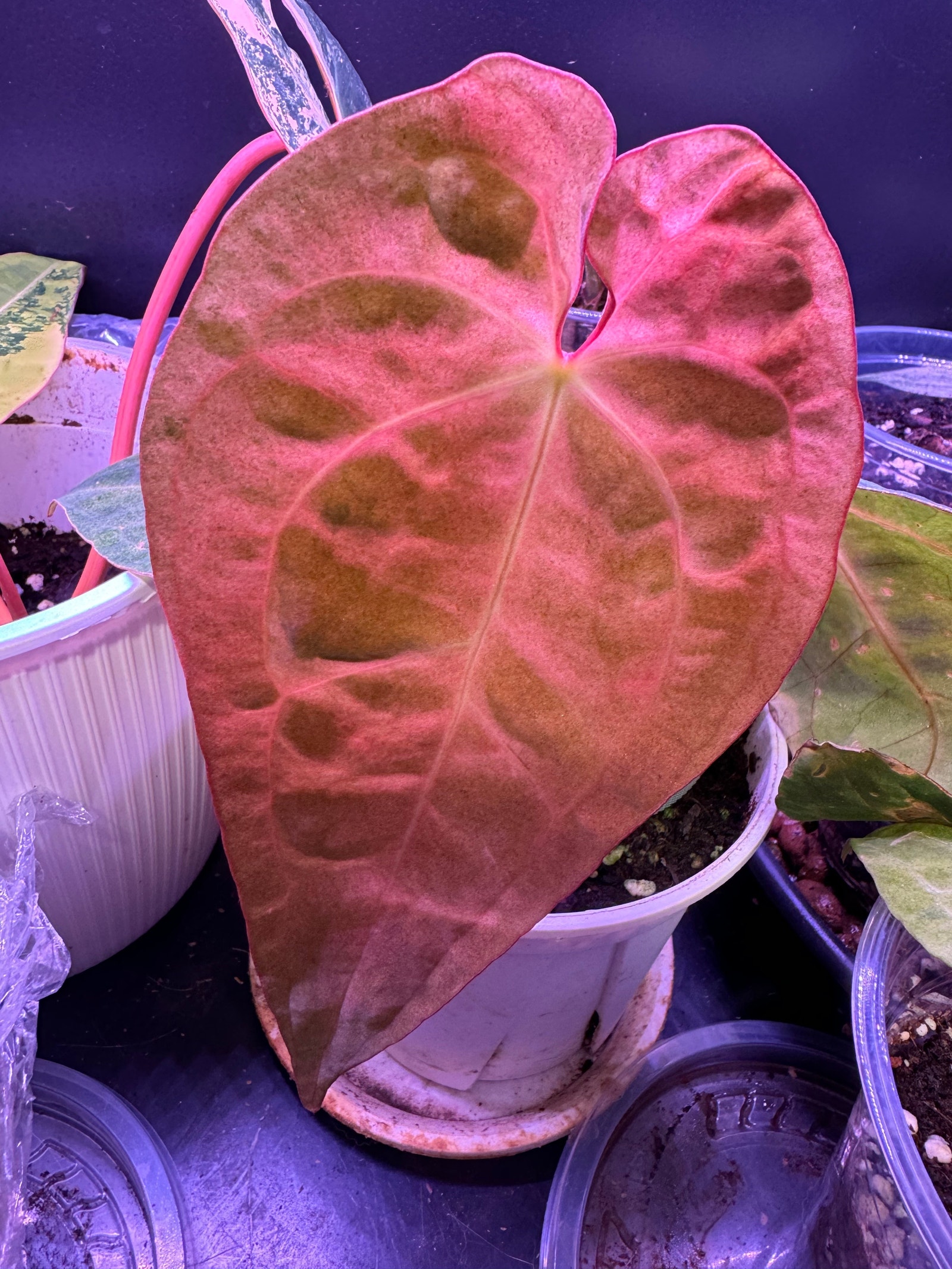 Anthurium Dark Phoenix Mint Variegated