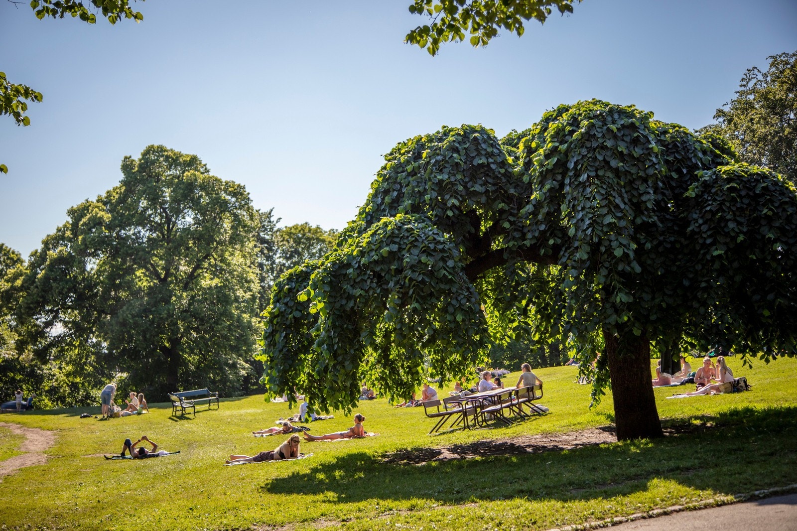 St.hanshaugparken sommerstid Galleribilde