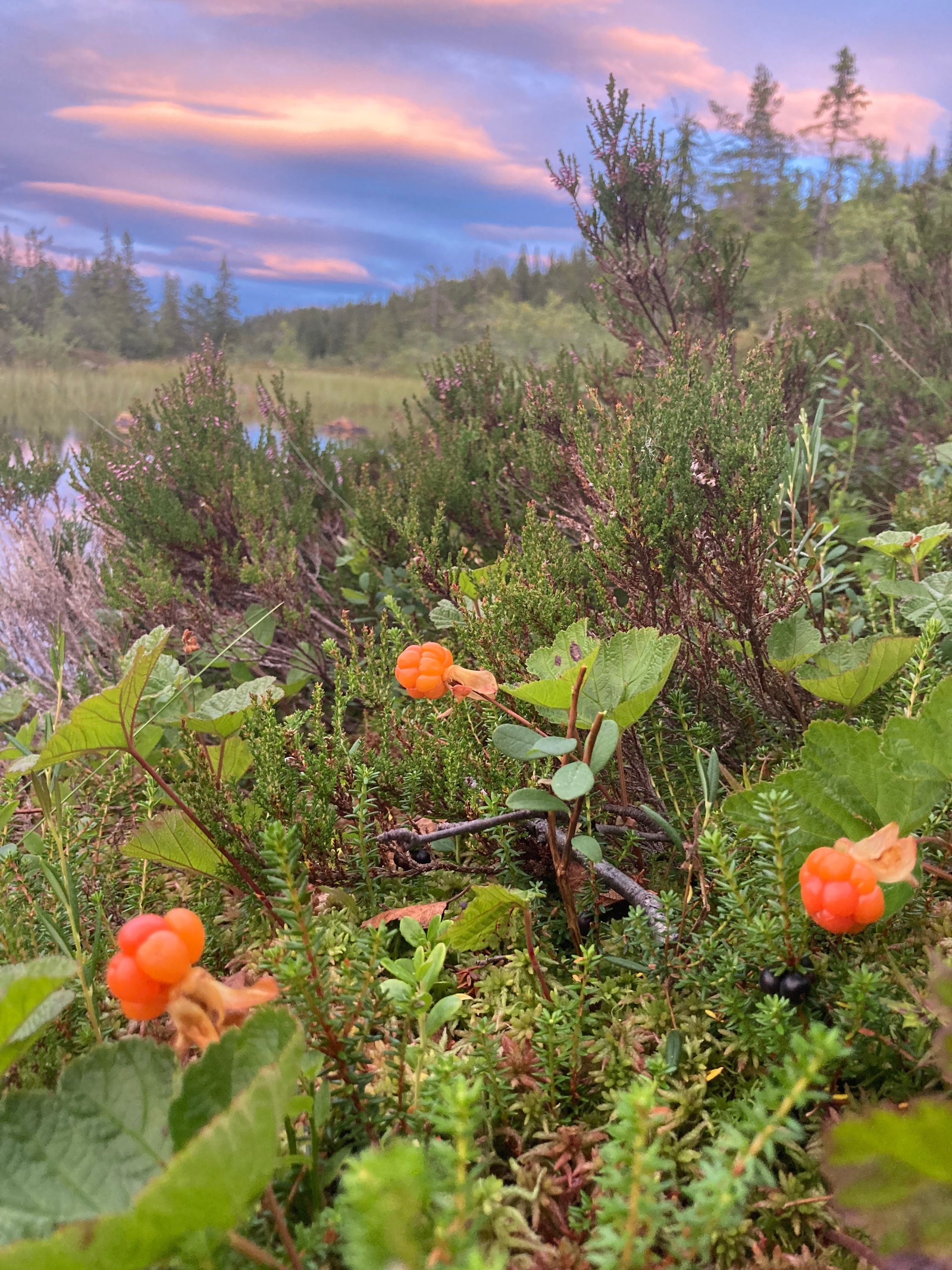 Fantastisk multeterreng Galleribilde