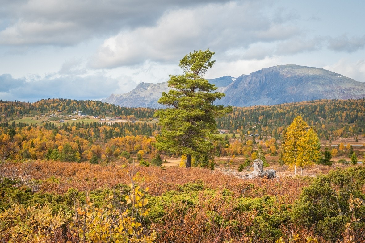 Bilde fra området (høst) Galleribilde