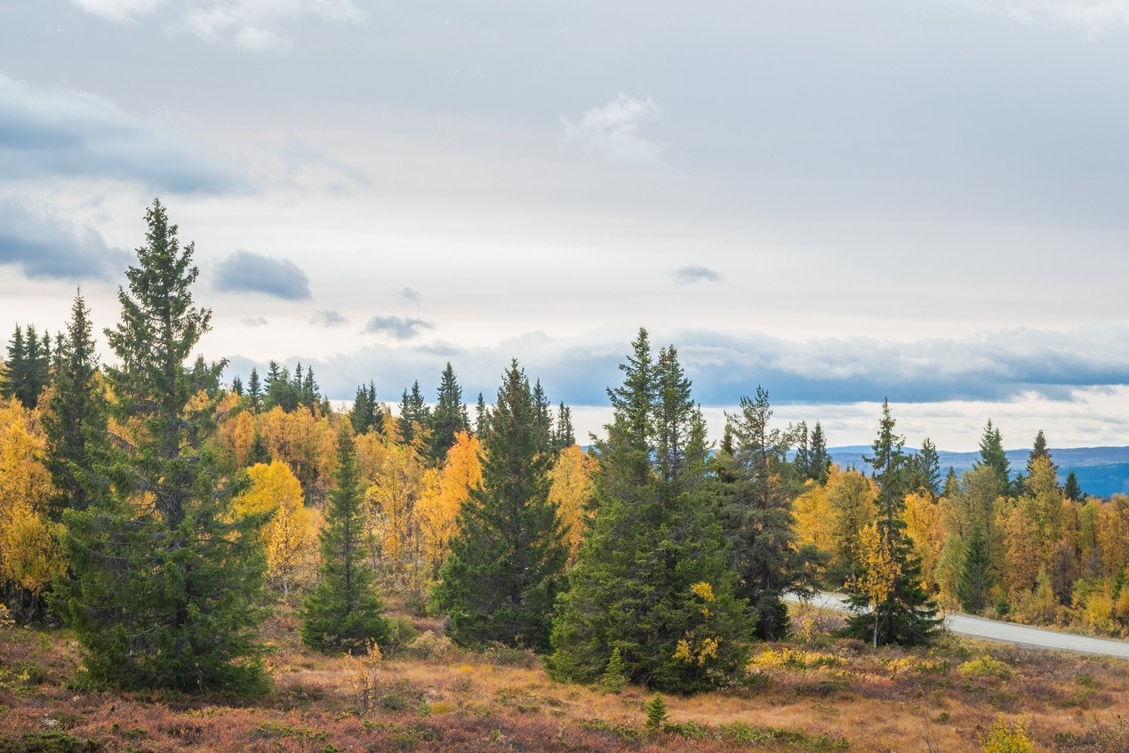 Bilde fra området (høst) Galleribilde