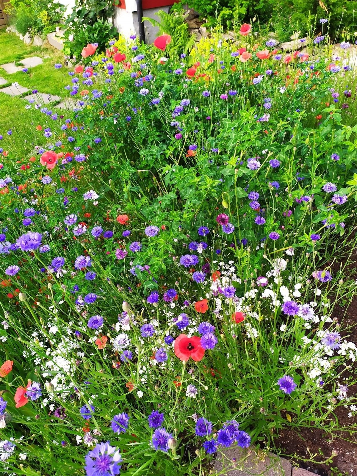 Blomstereng (privat bilde) Galleribilde