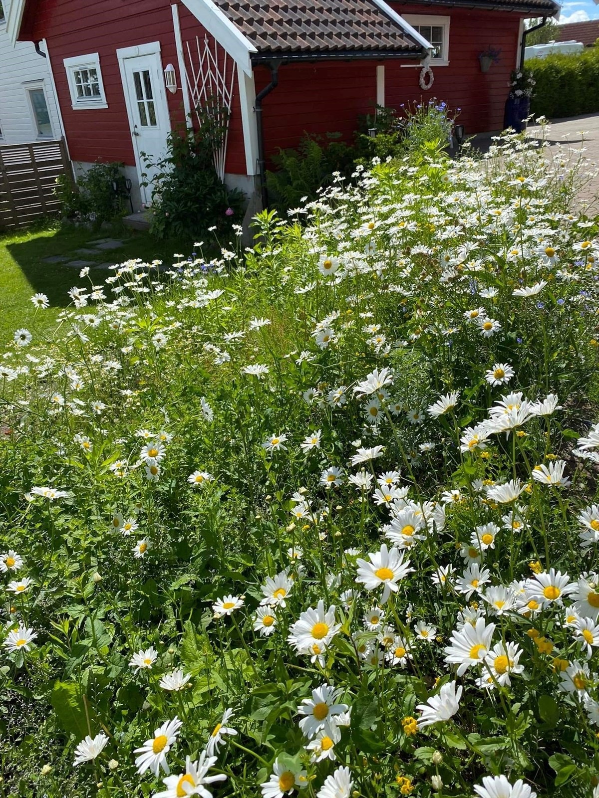 Blomster i hagen (privat bilde) Galleribilde