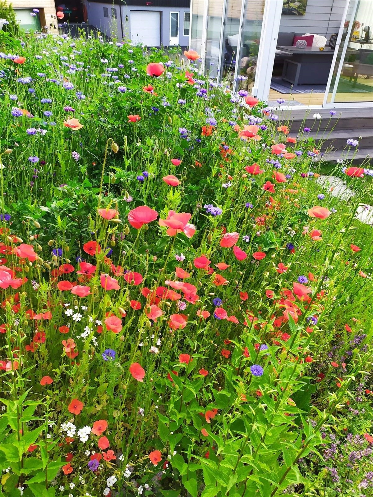 Blomstereng (privat bilde) Galleribilde