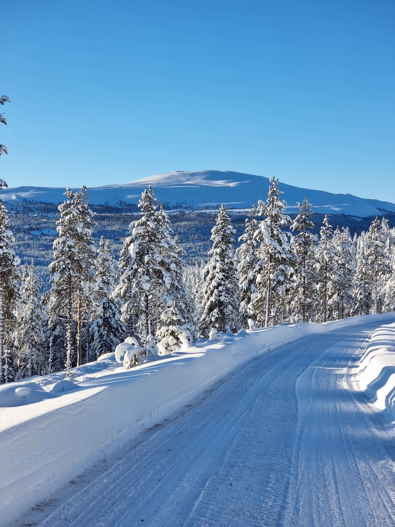 Foto fra tomteområdet Galleribilde
