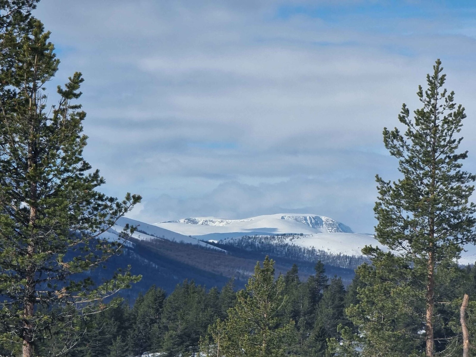 Foto fra tomteområdet Galleribilde