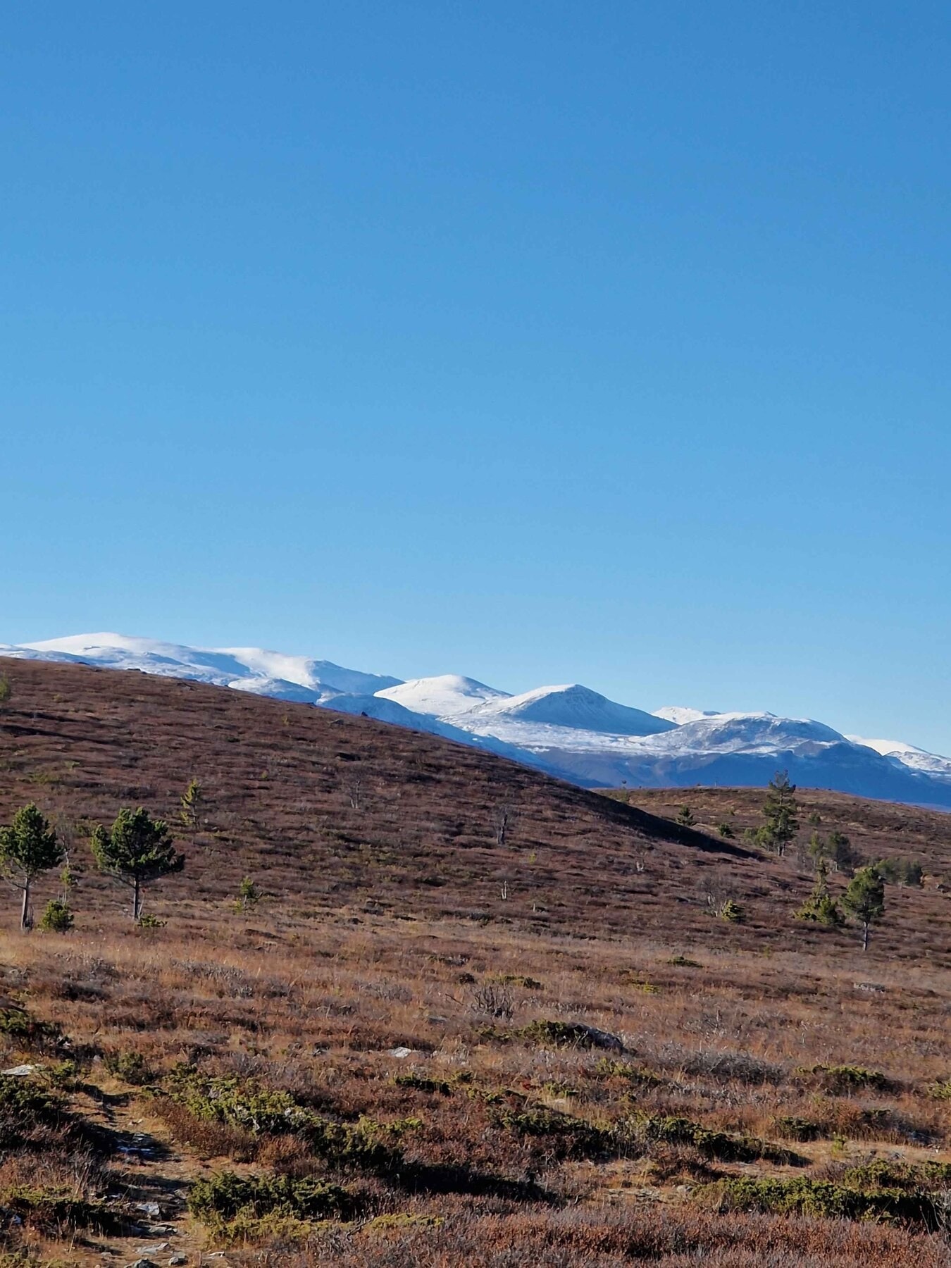 Utsikt mot Nautgardsmassivet Galleribilde