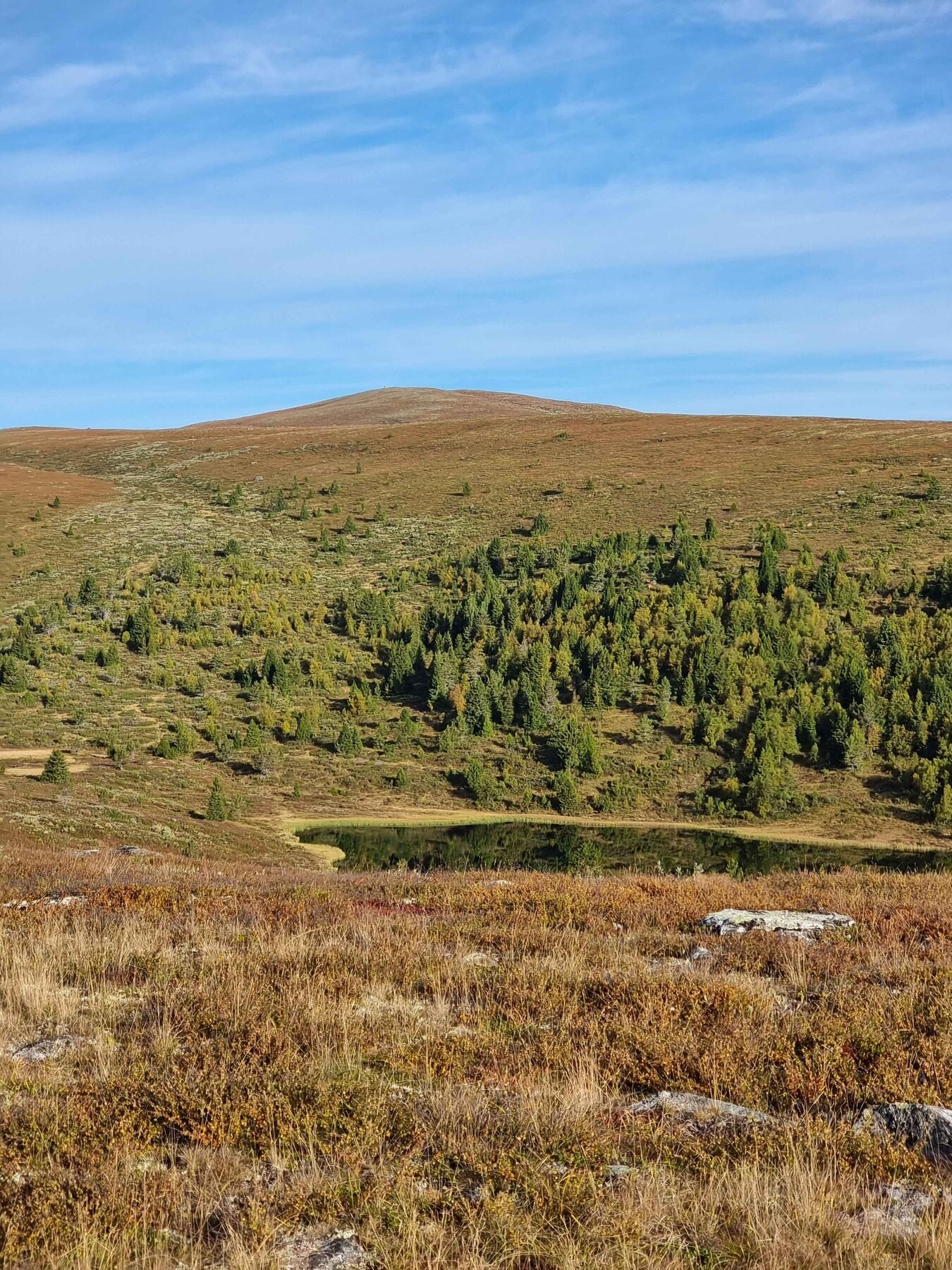 Fint turterreng mot Bringsfjellet Galleribilde