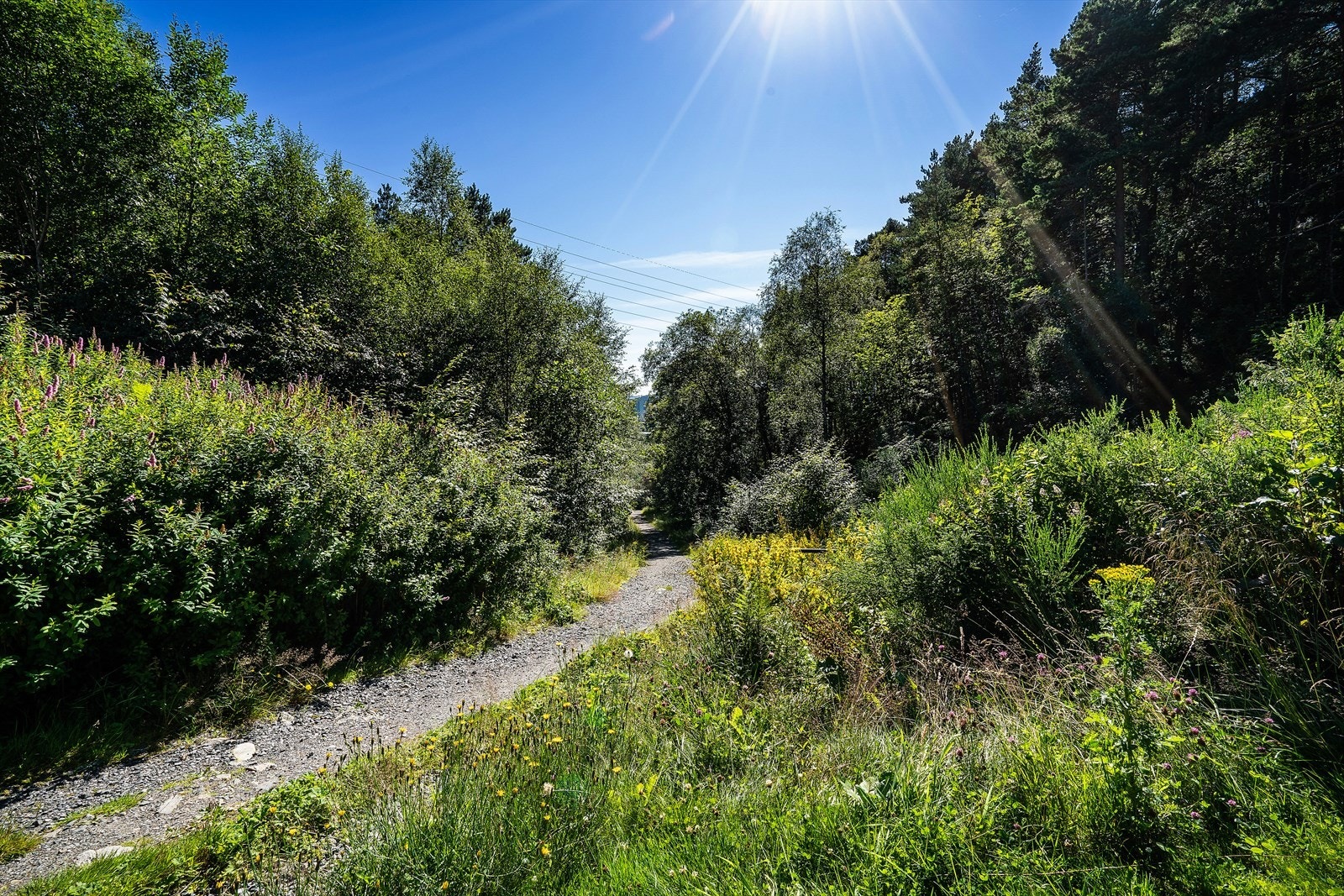 - SNARVEI TIL OASEN. 5-10 min gange rett bak huset ditt! Via snarveien går man også i bilfri sone hele veien til barneskolen - trygt og barnevennlig! - Galleribilde