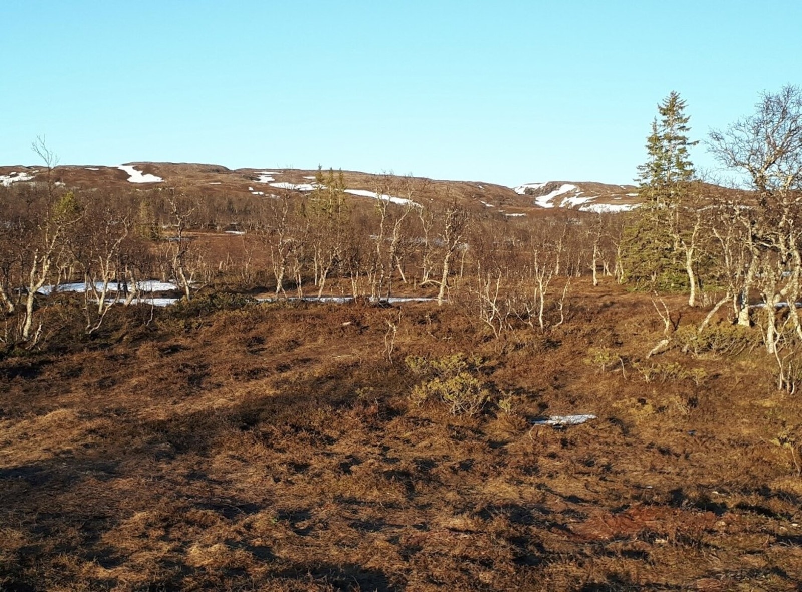 Foto fra tomteområdet Galleribilde