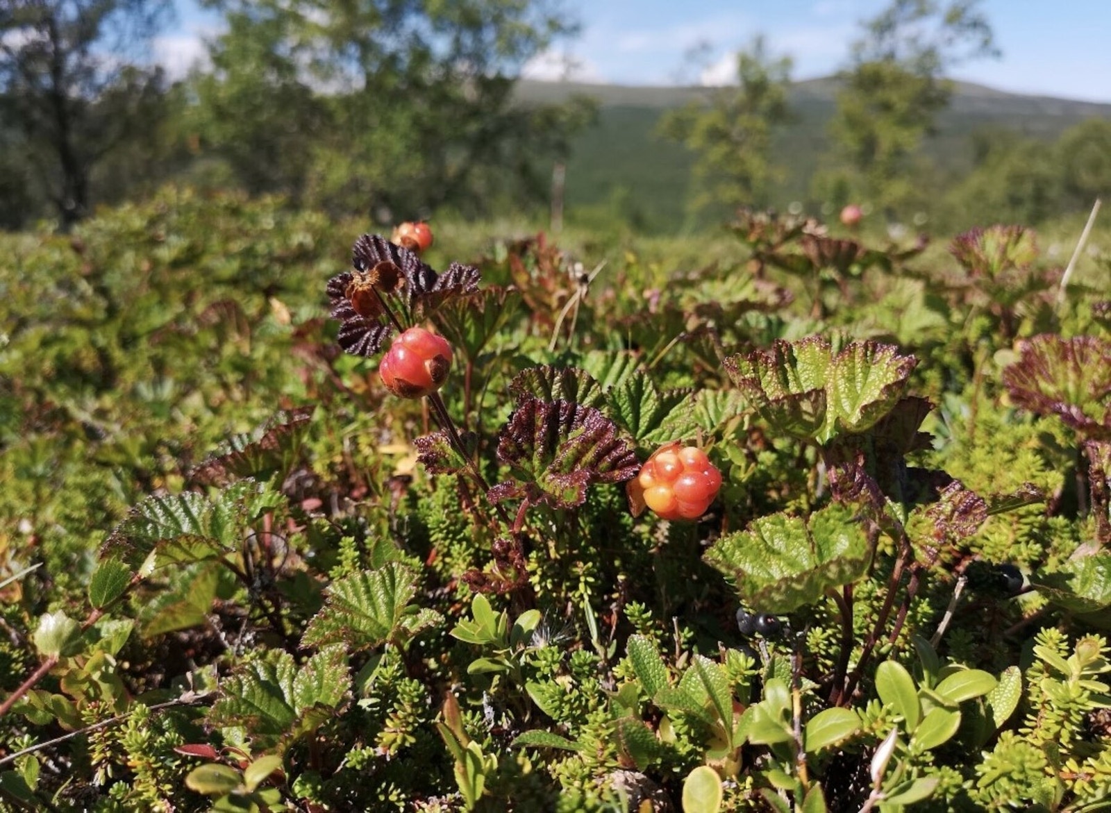 Foto fra tomteområdet Galleribilde