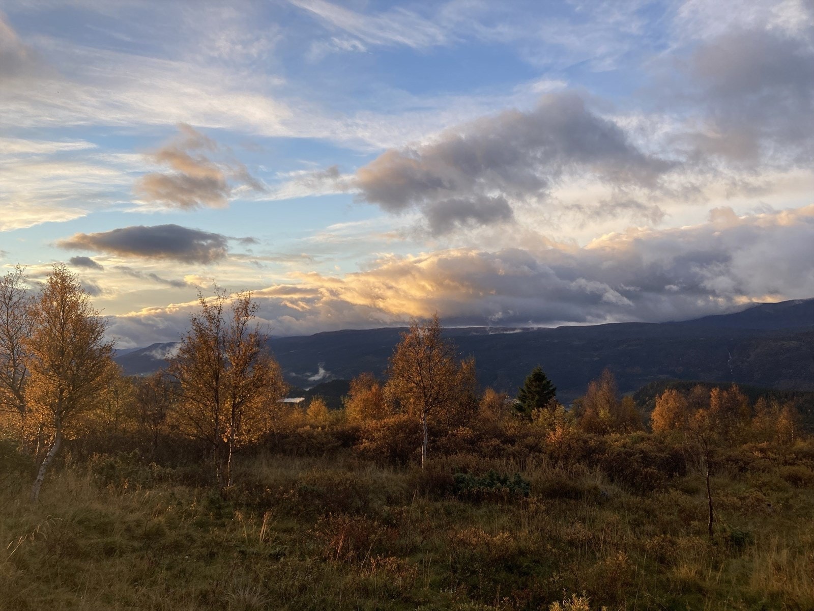 Selger eget høstbilde fra nærområdet. Galleribilde