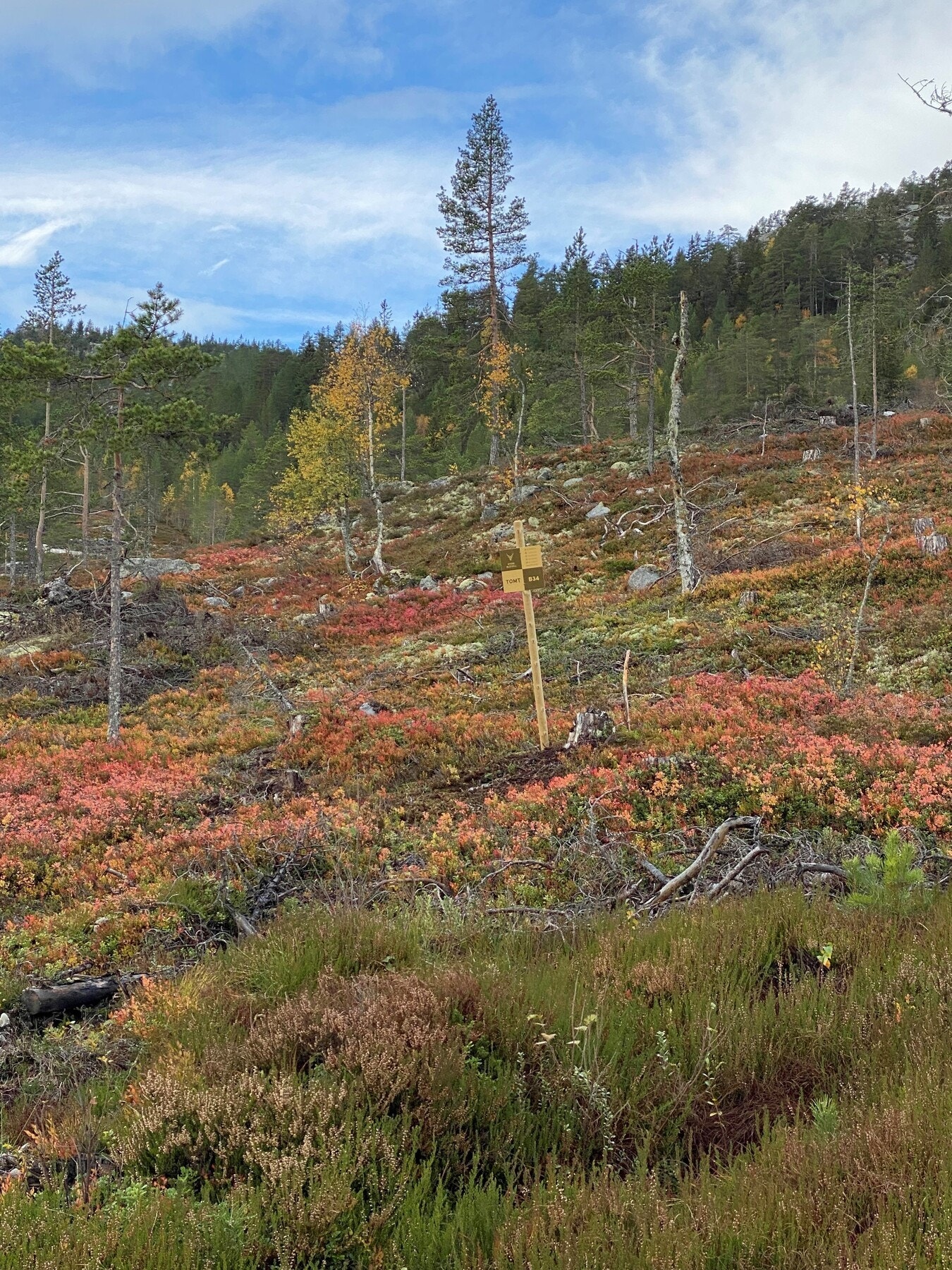 Foto fra tomteområdet Galleribilde