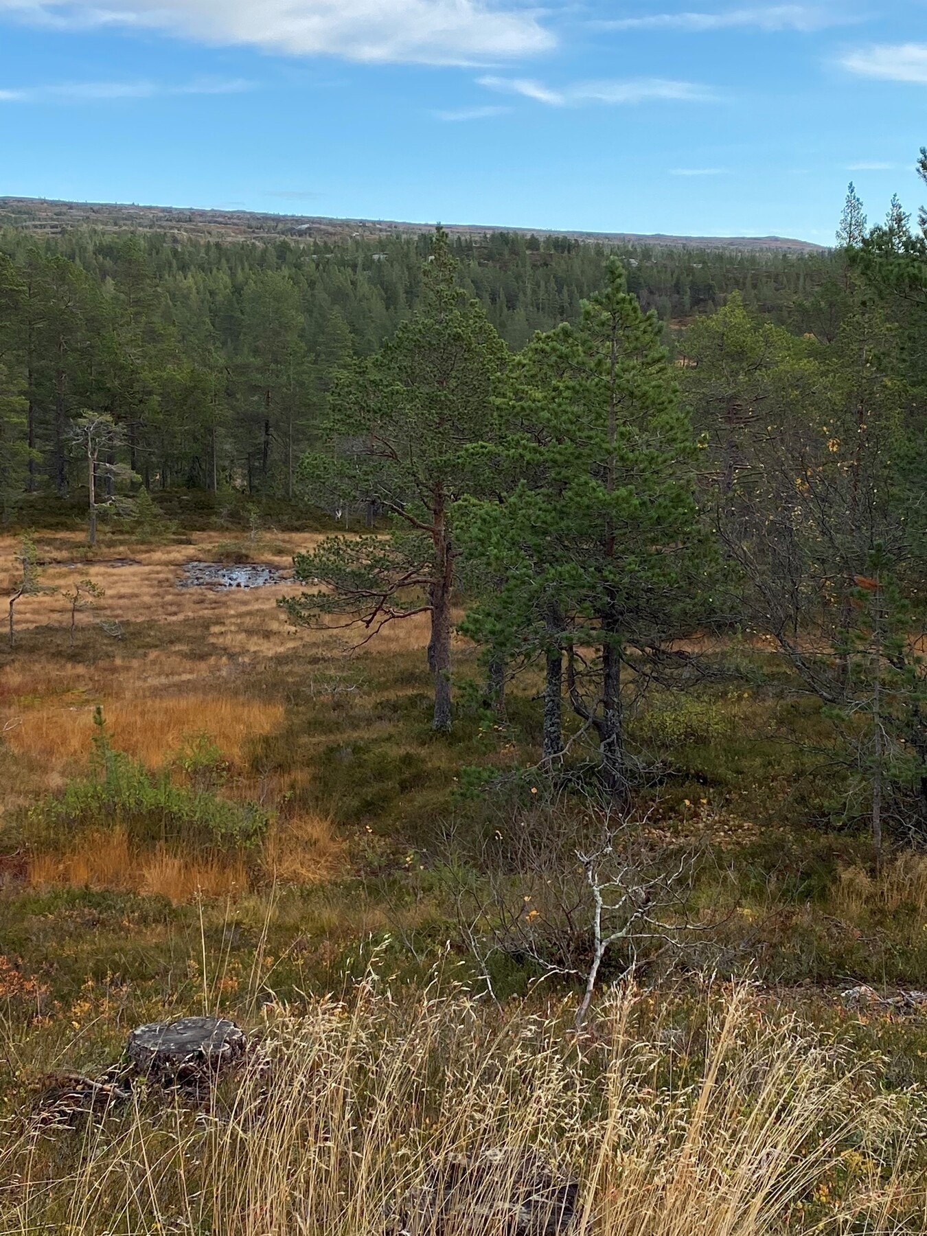 Foto fra tomteområdet Galleribilde