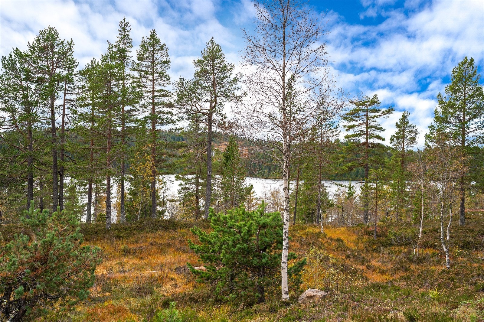 Utsikt mot Hengeltjønn Galleribilde