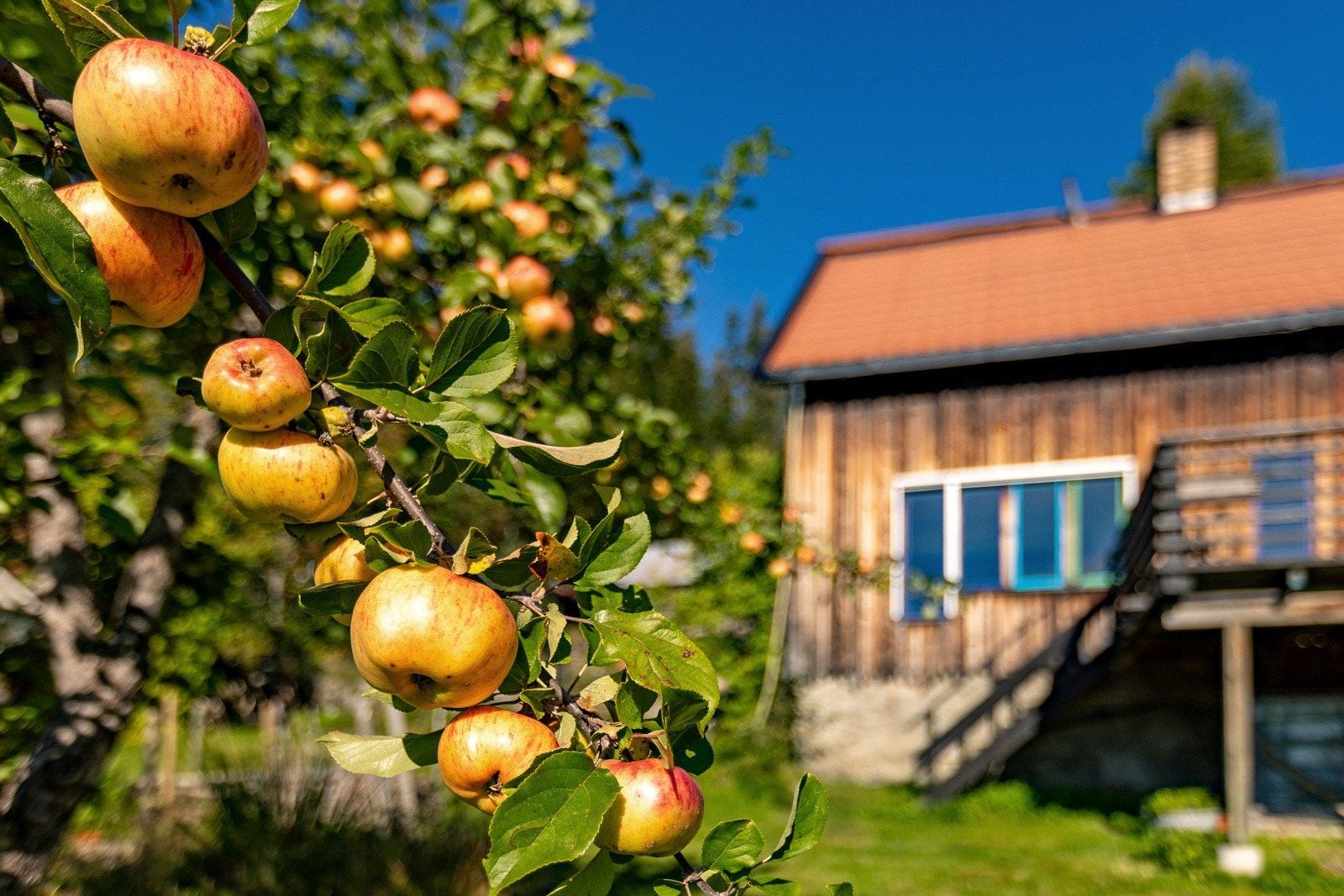 Her er det store muligheter for å dyrke mye frukt og grønnsaker sjøl Galleribilde