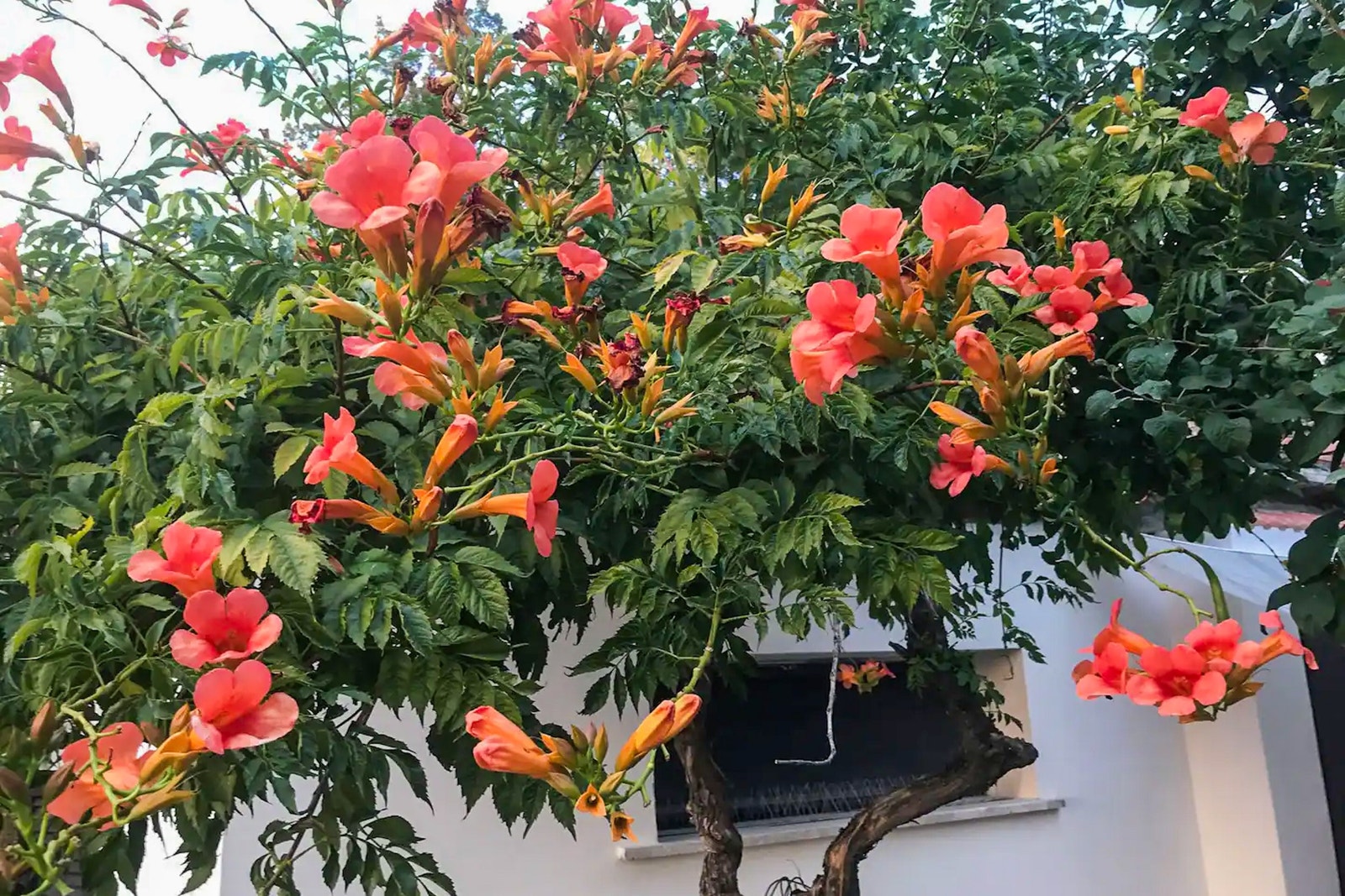 Hagen har et rikt liv av blomster og frukttrær Galleribilde