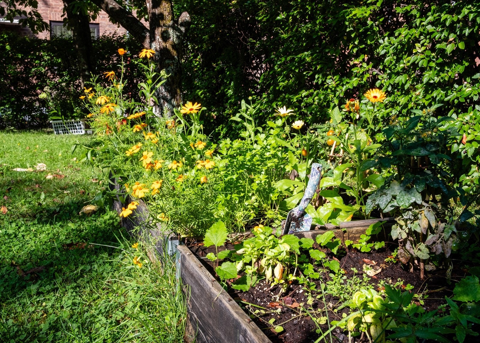 I bakgården spirer og gror det i sommerhalvåret Galleribilde