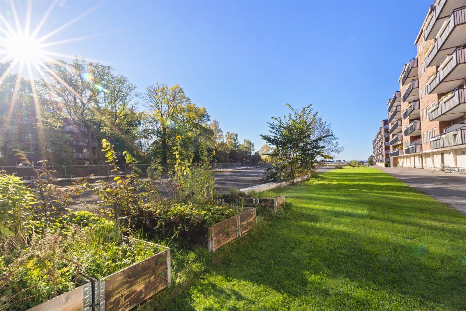 Sinsenparken parsellhage hvor beboere i medlemsselskapene kan leie seg en plantekasse Galleribilde