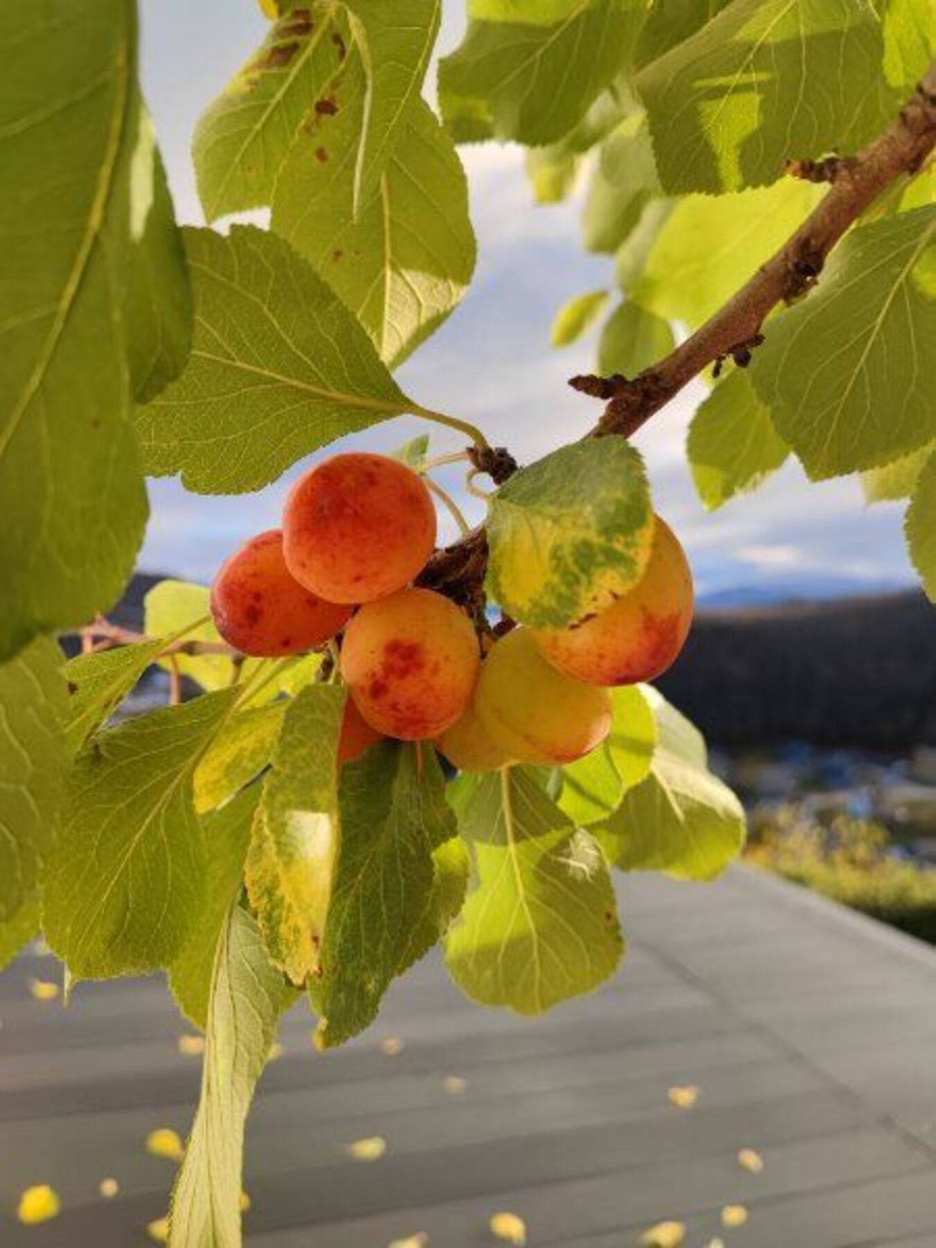 selgers eget bilde, plommetre i hagen Galleribilde