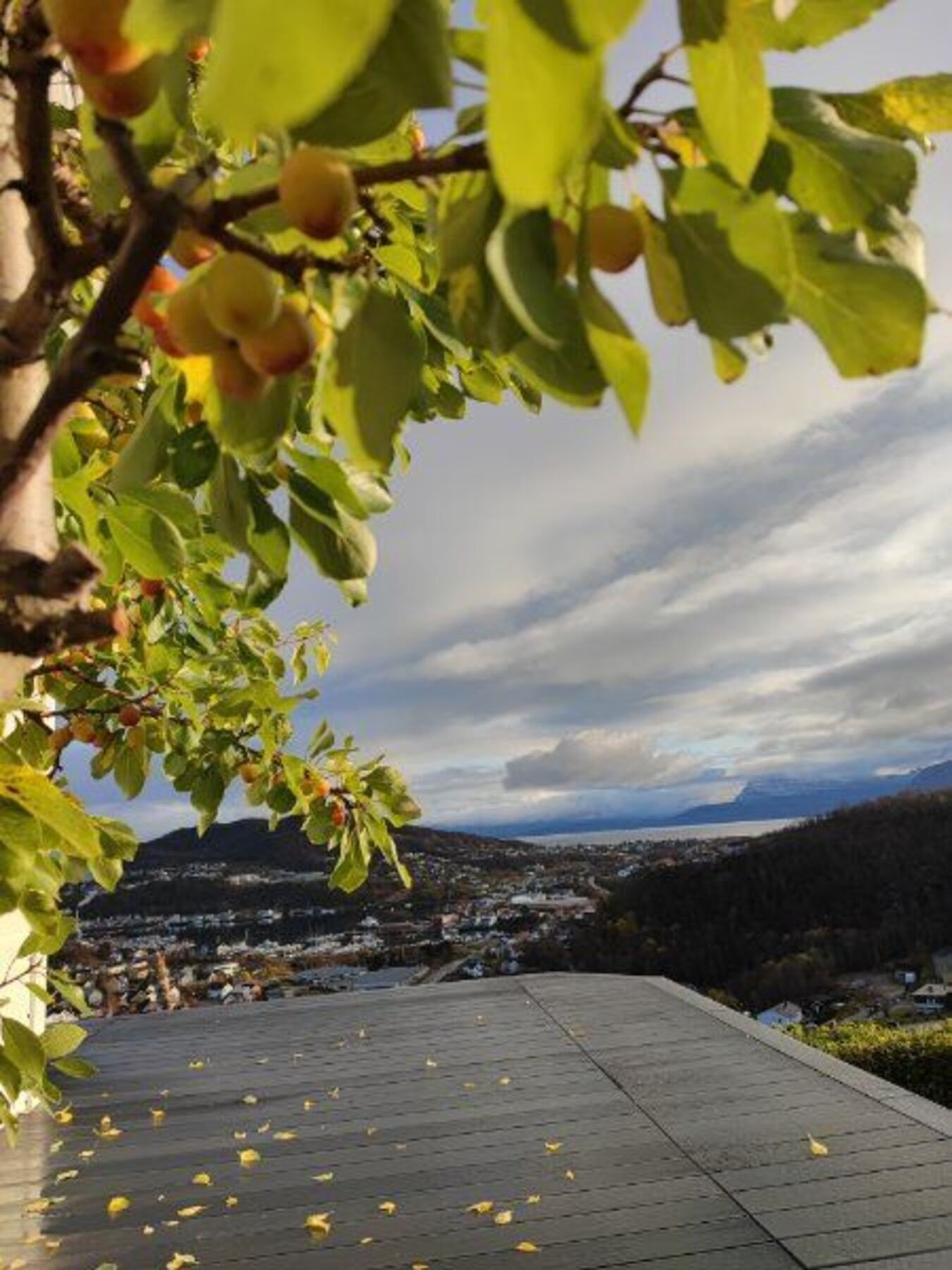 selgers eget bilde, plommetre i hagen Galleribilde