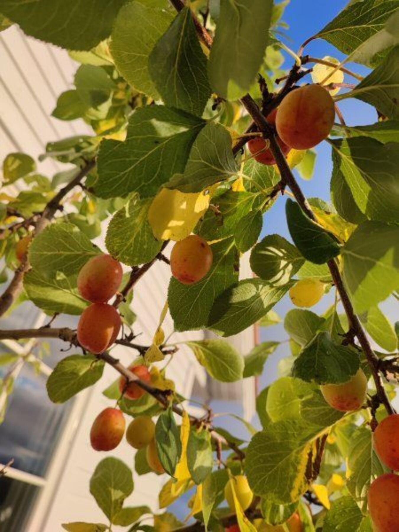 selgers eget bilde, plommetre i hagen Galleribilde