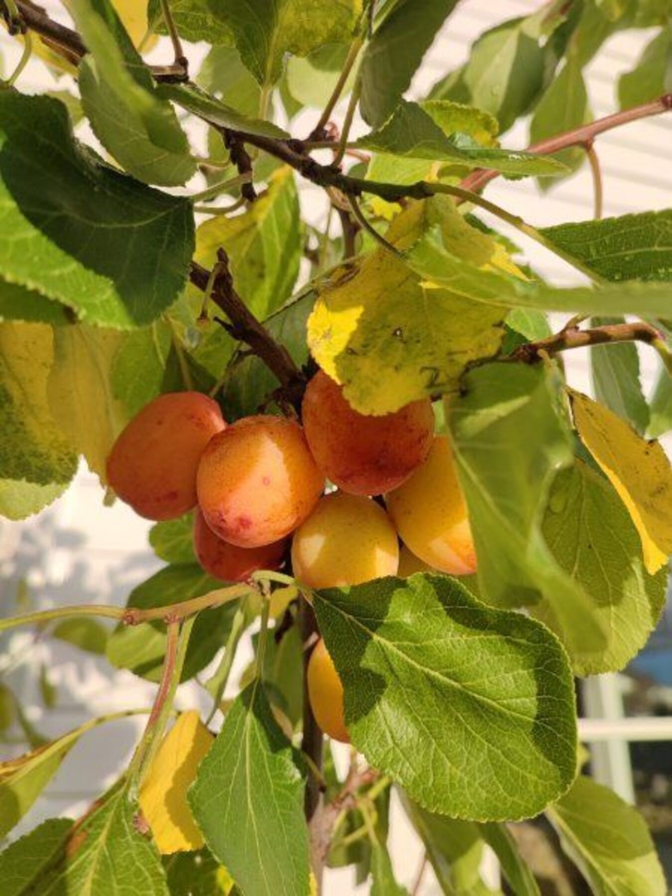 selgers eget bilde, plommetre i hagen Galleribilde