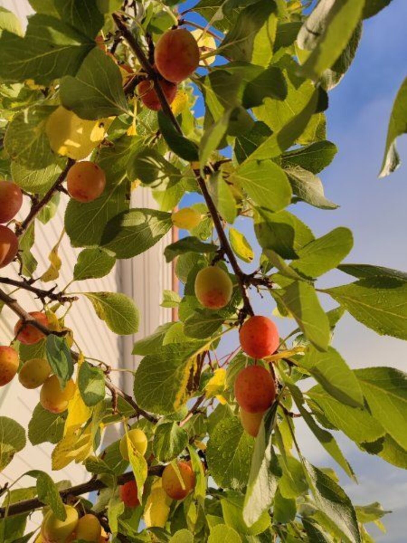 selgers eget bilde, plommetre i hagen Galleribilde