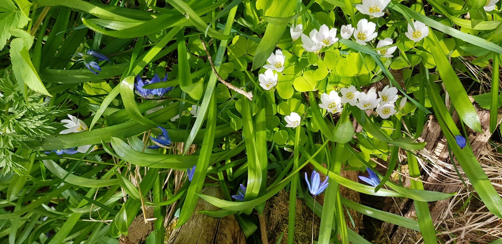 Røslia Galleribilde