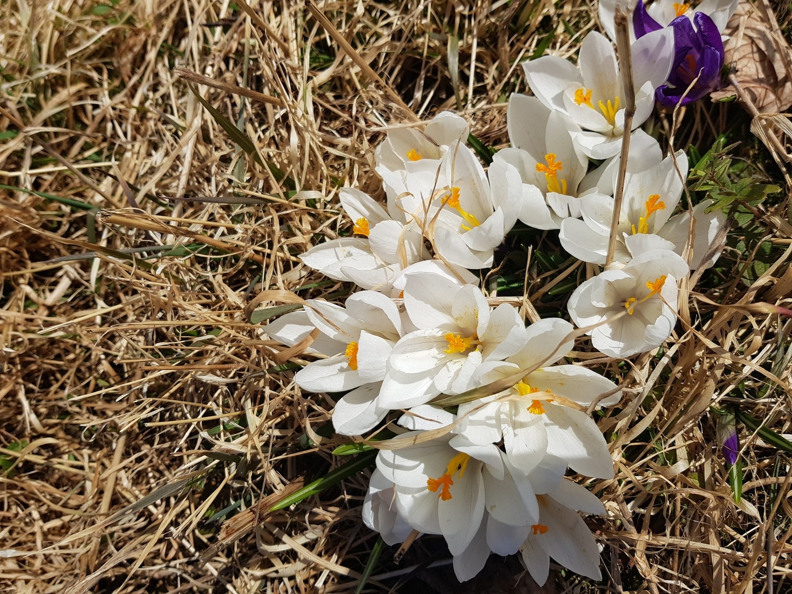 Røslia Galleribilde