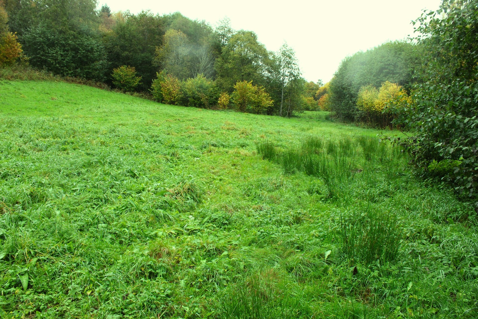 Røslia - dyrket mark Galleribilde