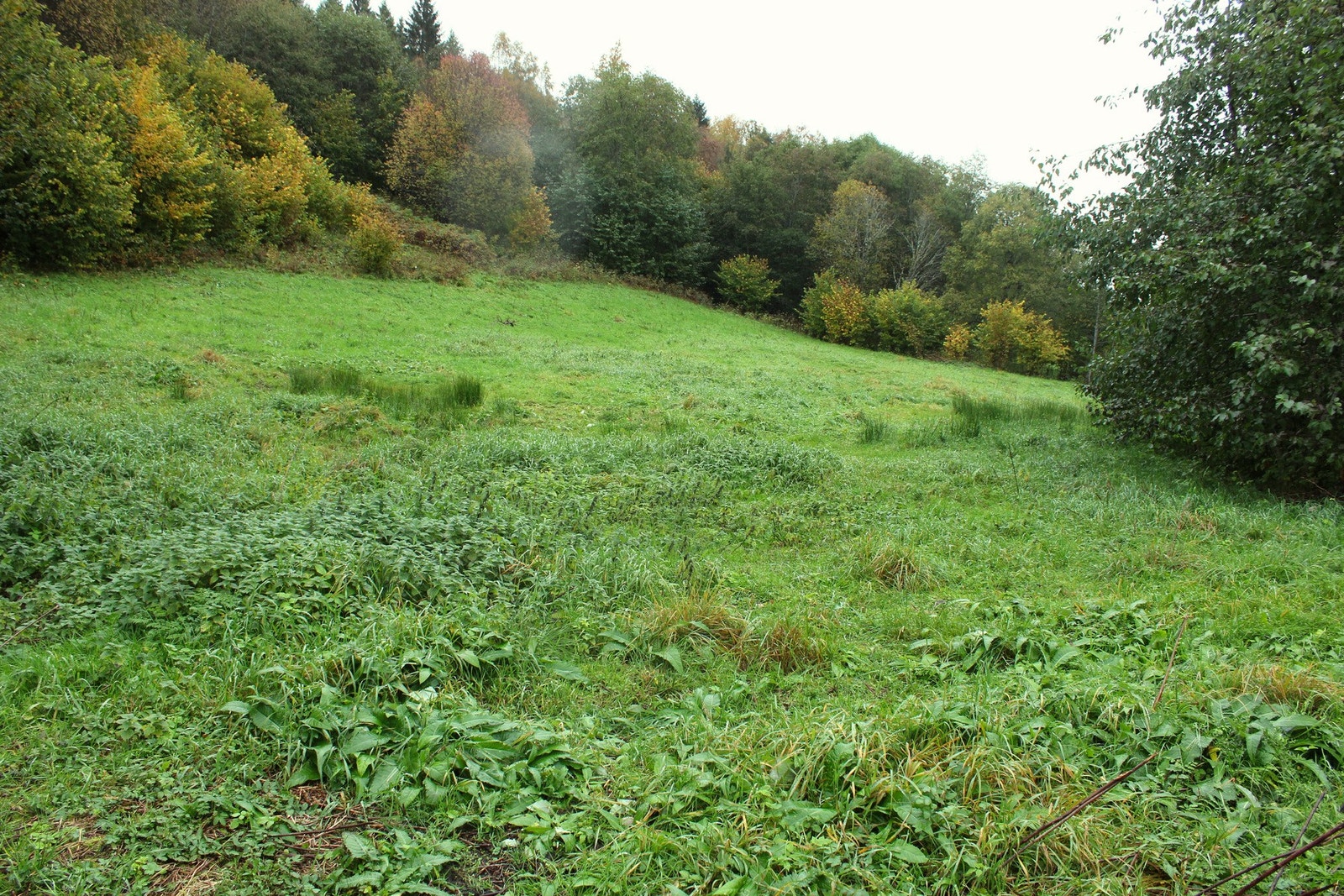 Røslia - dyrket mark Galleribilde