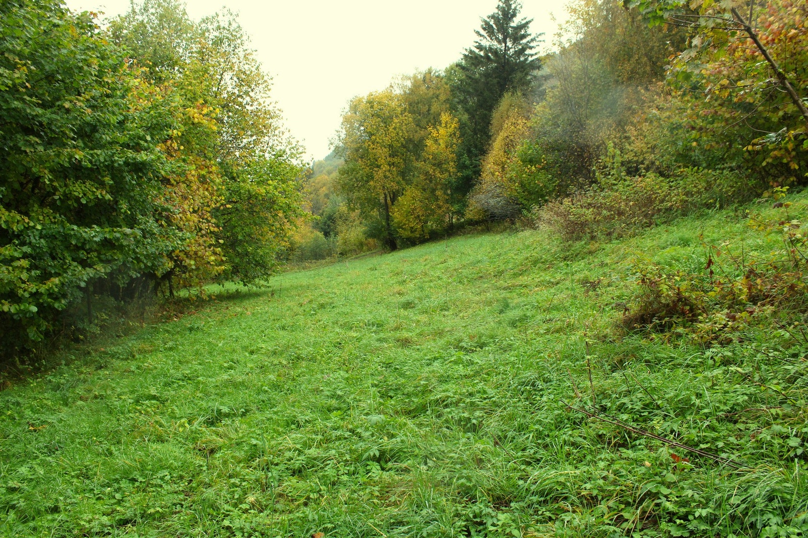 Røslia - dyrket mark Galleribilde