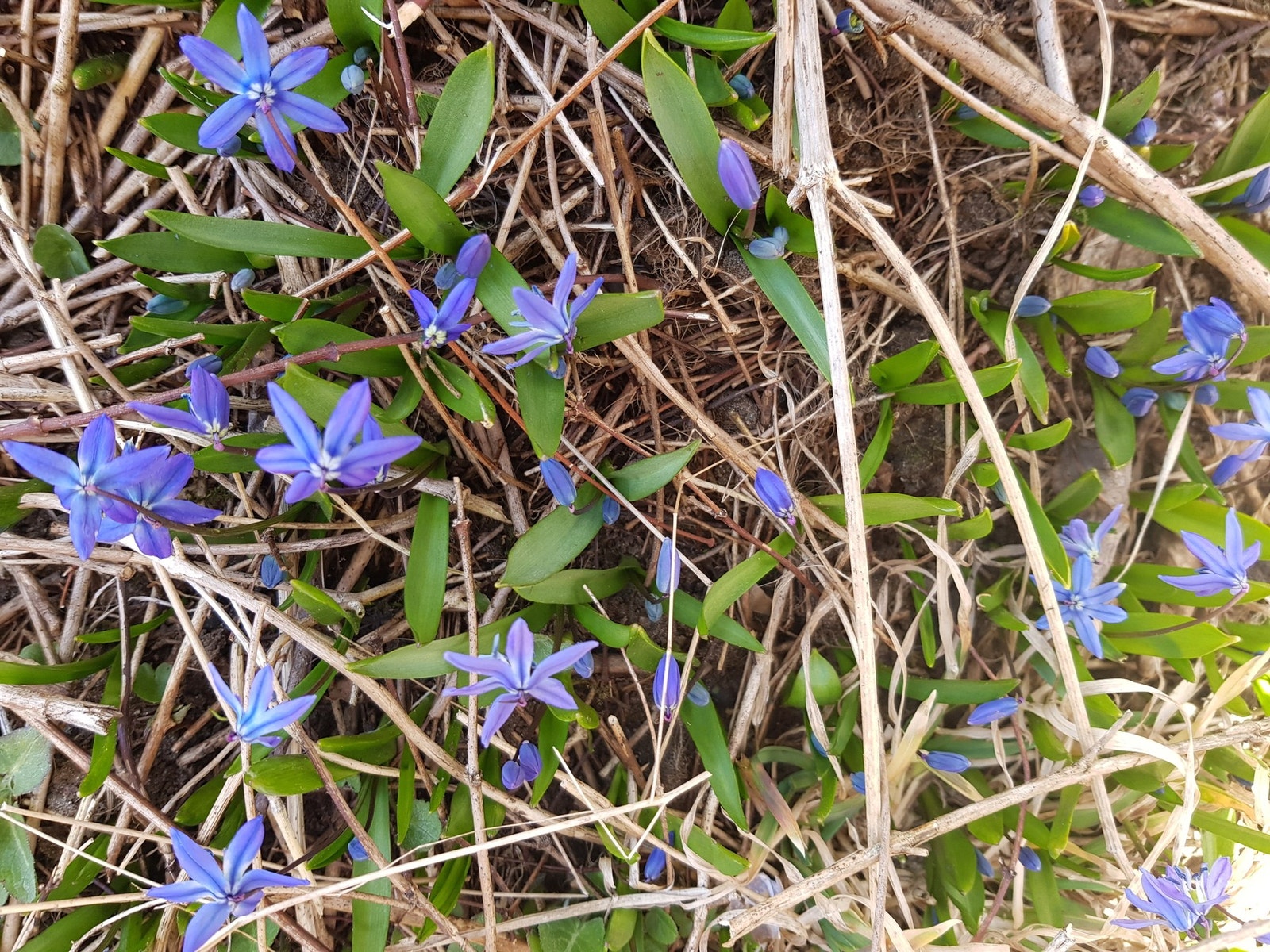 Røslia Galleribilde