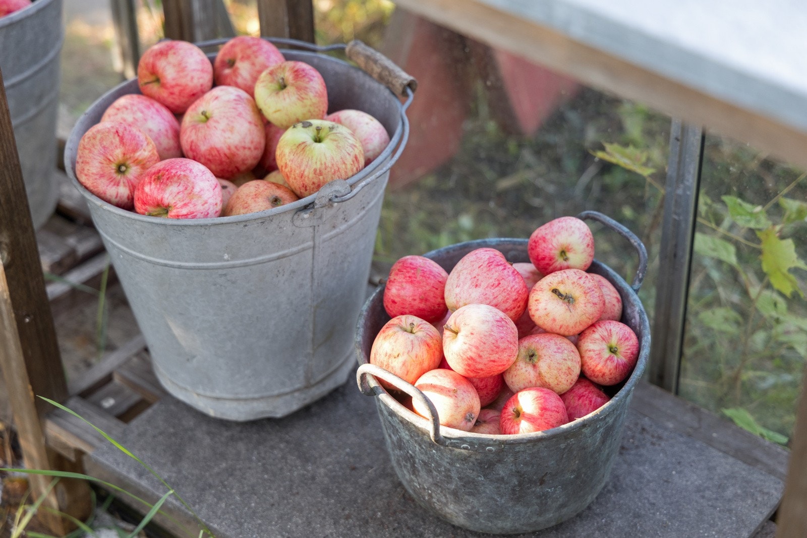 Det er epletrær i hagen - så her er det bare å plukke i vei Galleribilde